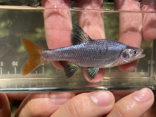 Redfin Shiner