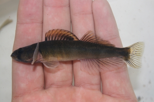 River Darter