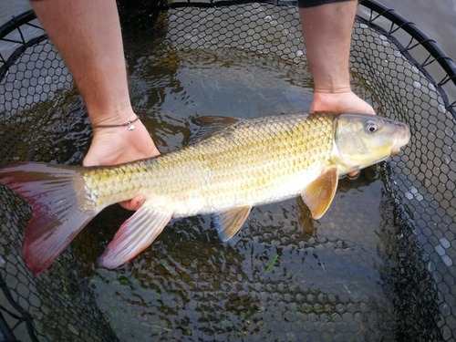 River Redhorse