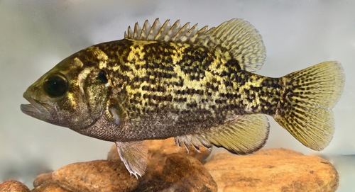 Rock Bass