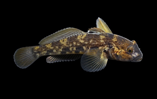 Round Goby