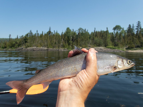 Round Whitefish