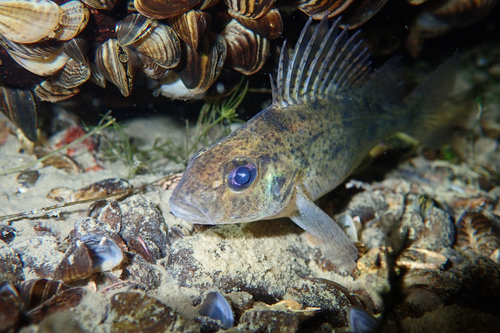 Ruffe