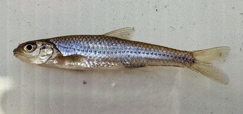 Sand Shiner