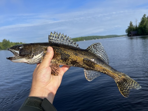 Sauger