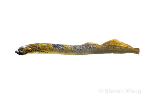 Sea Lamprey