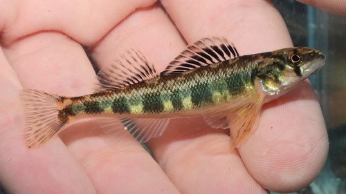 Shield Darter