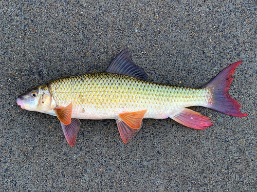 Shorthead Redhorse