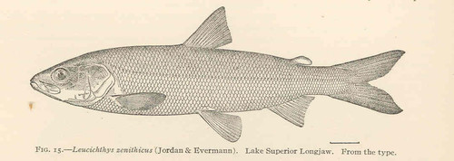 Shortjaw Cisco