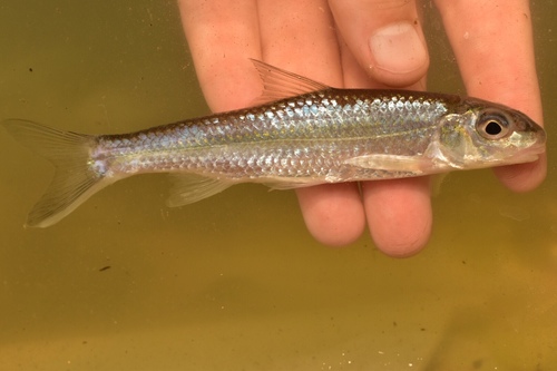 Silver Chub