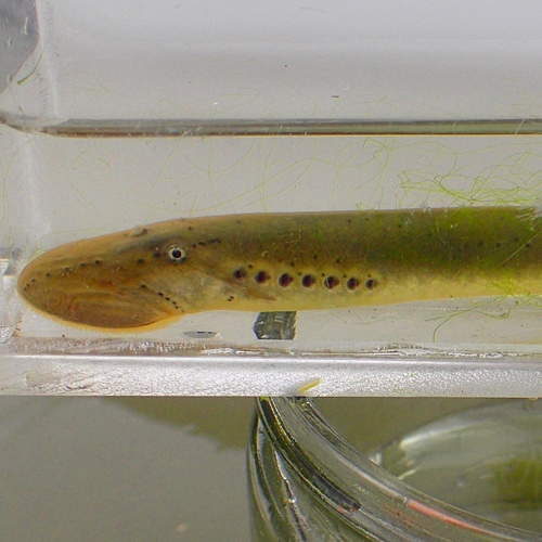 Silver Lamprey