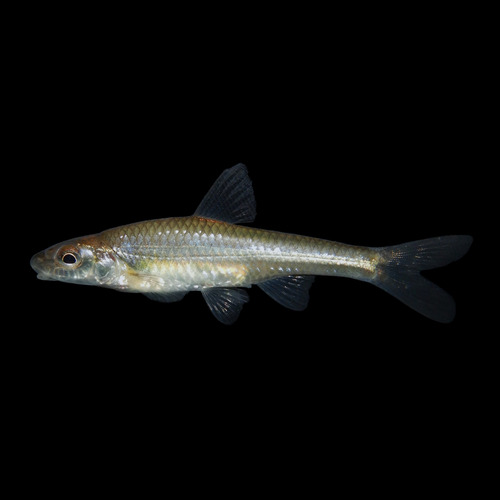 Silverjaw Minnow