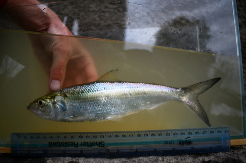 Skipjack Herring