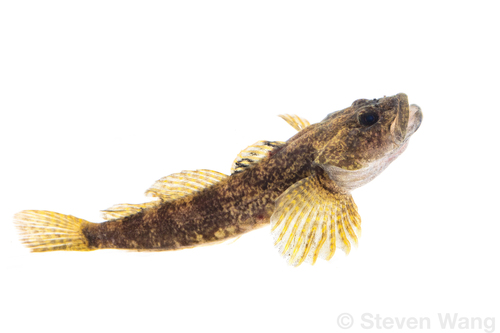 Slimy Sculpin
