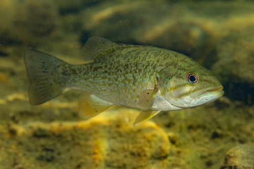 Smallmouth Bass