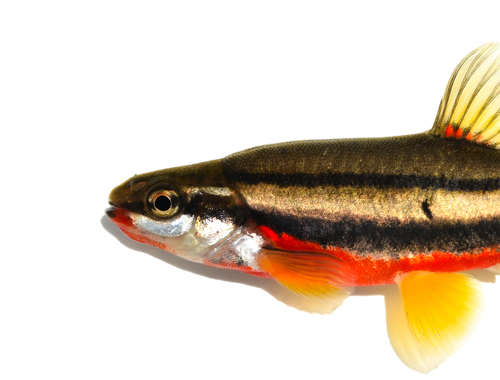Southern Redbelly Dace