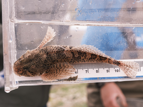 Spoonhead Sculpin
