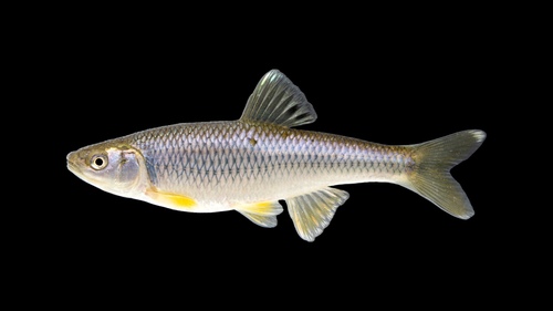 Spotfin Shiner