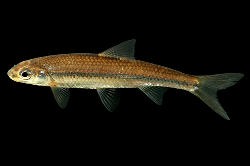 Spottail Shiner
