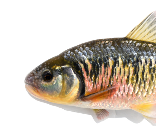 Striped Shiner