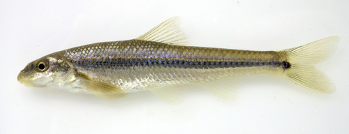 Suckermouth Minnow