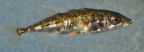 Threespine Stickleback