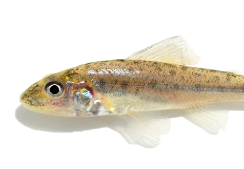 Trout-Perch