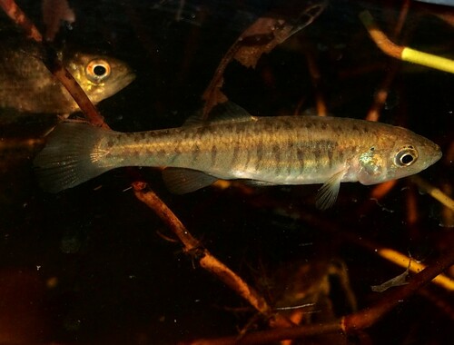 Western Banded Killifish