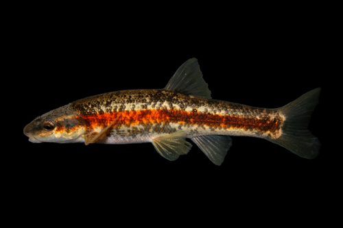 Western Blacknose Dace