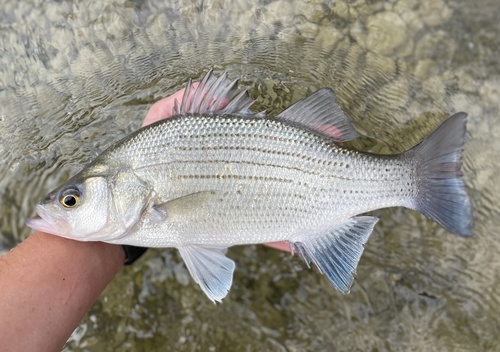 White Bass