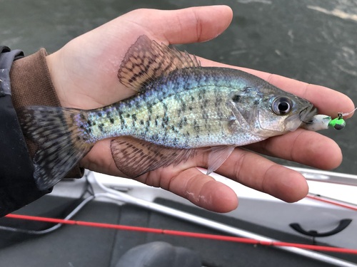 White Crappie