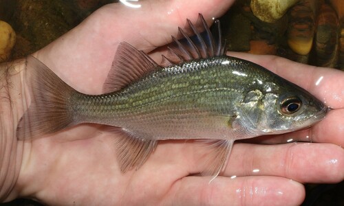 White Perch