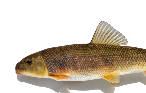 White Sucker