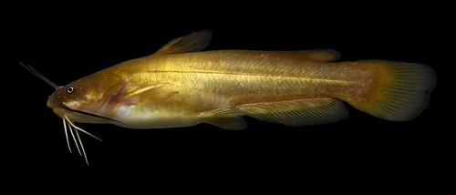 Yellow Bullhead